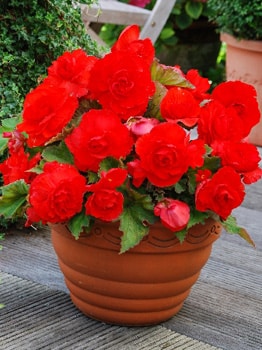 begonia red 3 buc