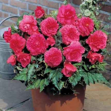 begonia rose 3 buc