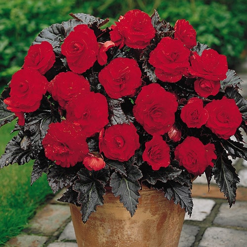 begonia swetzerland 3 buc