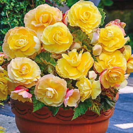 begonia yellow 3 buc