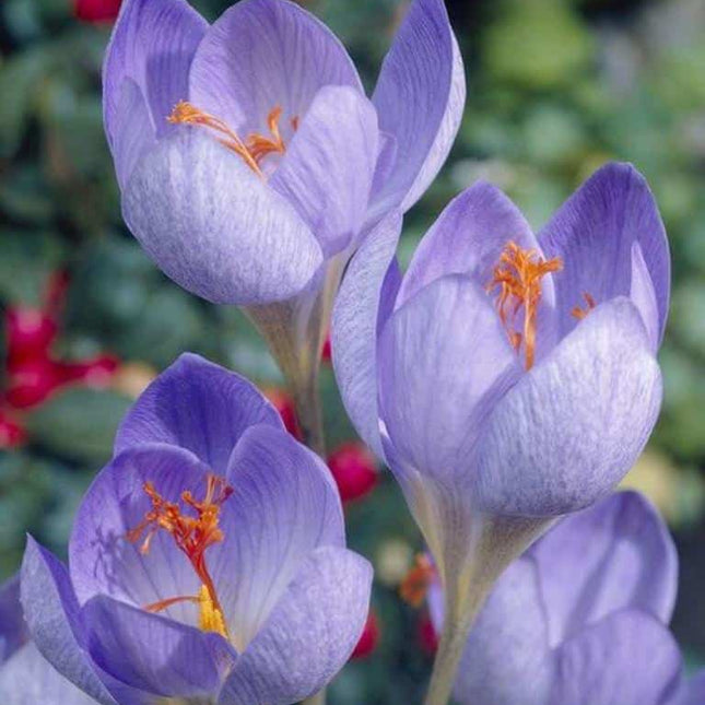 Branduse(Crocus) Grand Maitre Large 9 buc