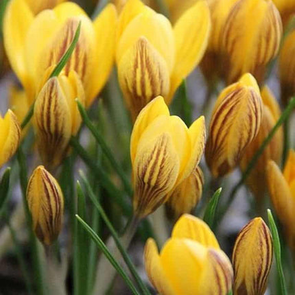 Branduse(Crocus) Fuscotinctus Chrysanthus 9 buc