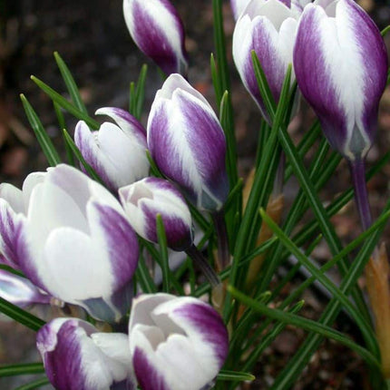 Branduse(Crocus) Lady Killer Chrysanthus 9 buc