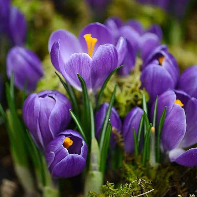 Branduse(Crocus) Whitewell Purple Tommasianus 9 buc