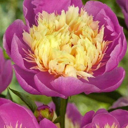 Bujori Bowl Of Beauty 1 buc