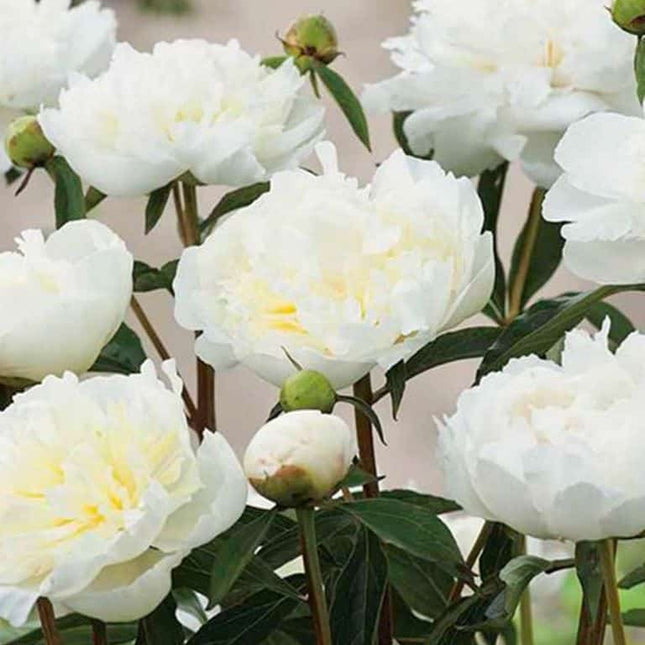 Bujori Duchesse De Nemours 1 buc