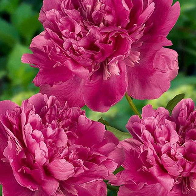 Bujori Edulis Superba 1 buc