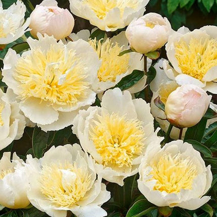 Bujori Lactiflora Honey Gold 1 buc