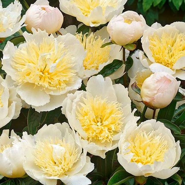 Bujori Lactiflora Honey Gold 1 buc
