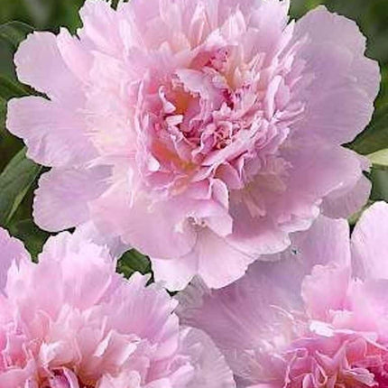 Bujori Lactiflora Pecher 1 buc