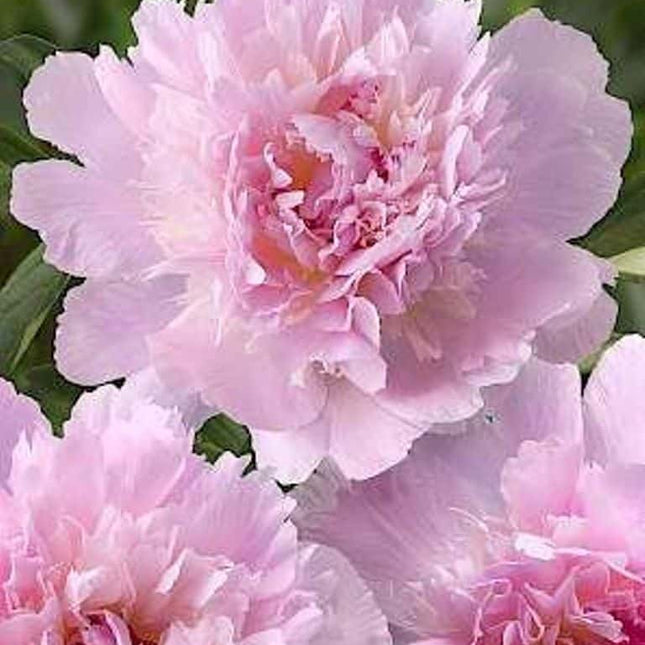 Bujori Lactiflora Pecher 1 buc