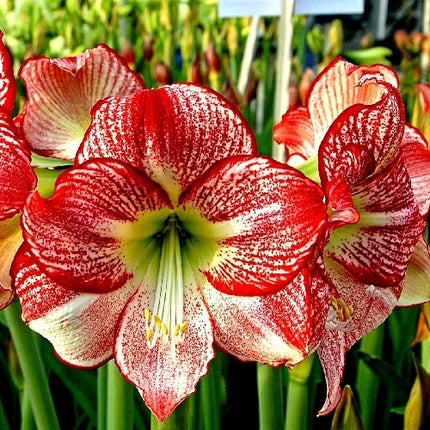 amaryllis hippeastrum flamenco queen 1 buc