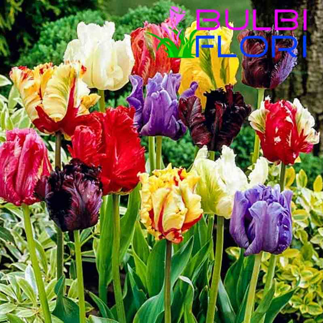 Bulbi de lalele mixt 100 de bulbi