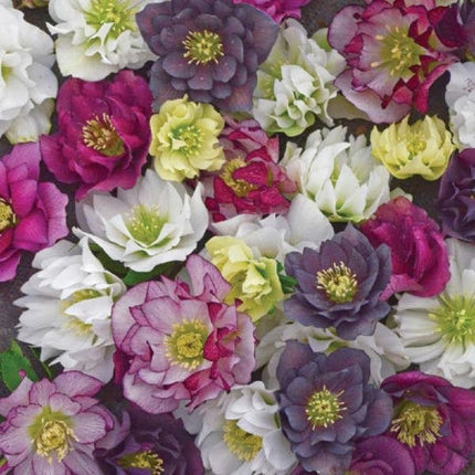 helleborus mixt dublu 5 soiuri