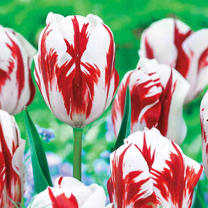 Tulipa Grand Perfection 5 buc