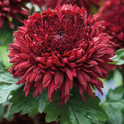 Crizantema de gradina dark red 3 butasi