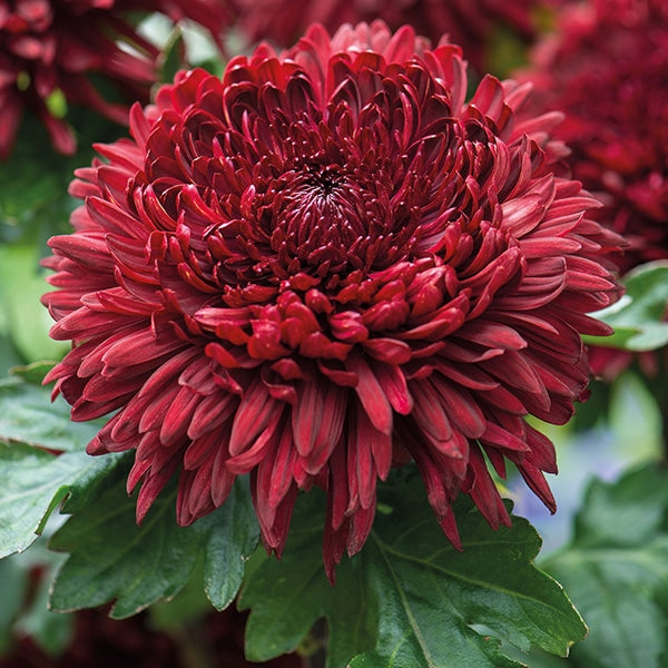Crizantema de gradina dark red 3 butasi