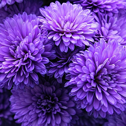 Crizantema de gradina purple mums 3 butasi
