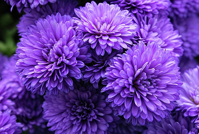 Crizantema de gradina purple mums 3 butasi