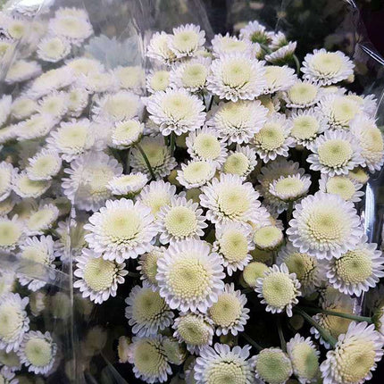 Crizantema de gradina white 3 butasi