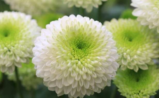 Crizantema de gradina white-green 3 butasi