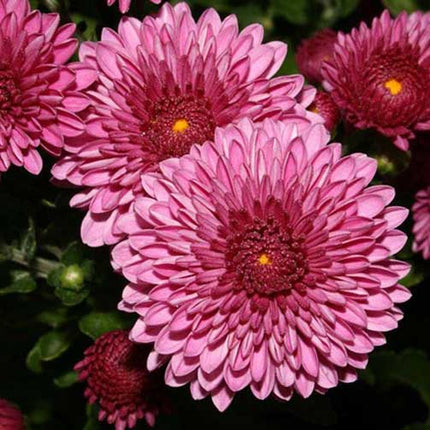 Crizanteme de gradina pink 3 butasi