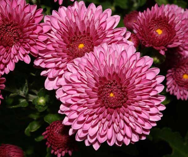 Crizanteme de gradina pink 3 butasi