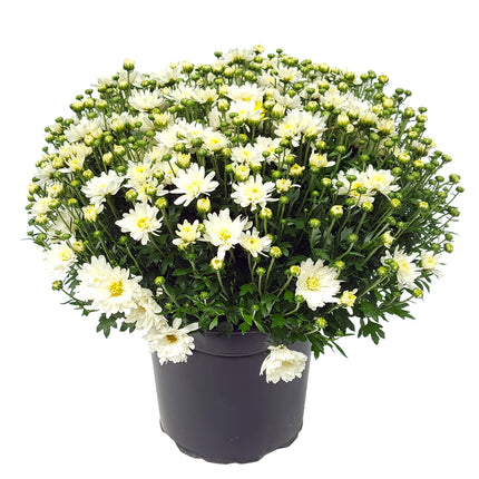 Crizantema bila white 3 butasi