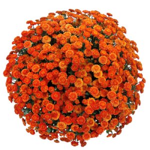 Crizantema canco orange 3 butasi