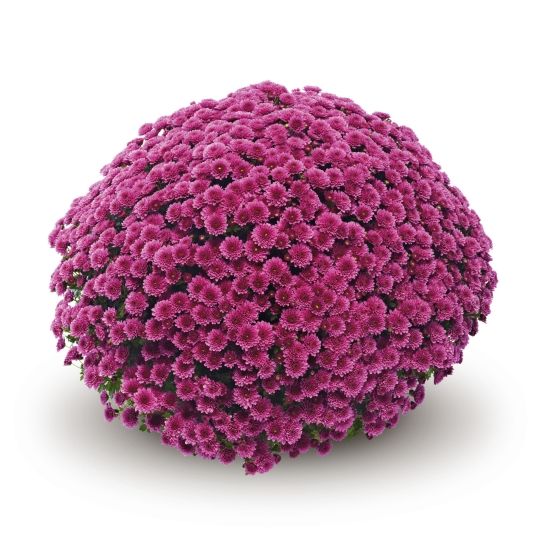 Crizantema mauve 3 butasi