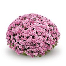 Crizantema pink 3 butasi