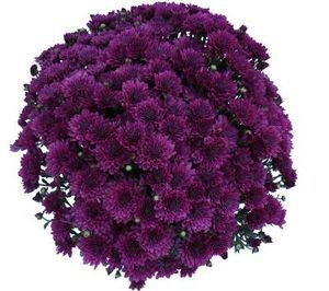 Crizantema purple mums 3 butasi