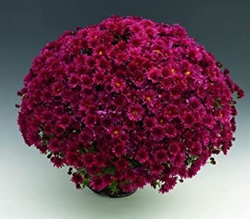 Crizantema Royal purple 3 butasi