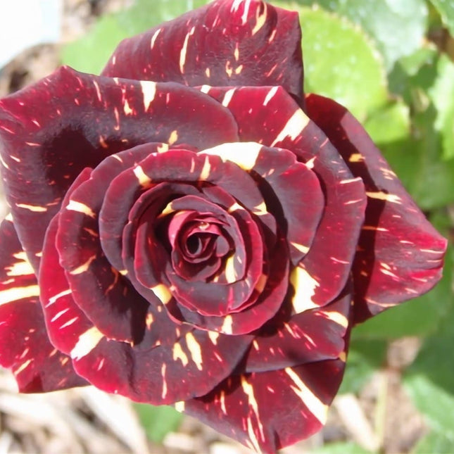 trandafir abra cadabra rosu-alb