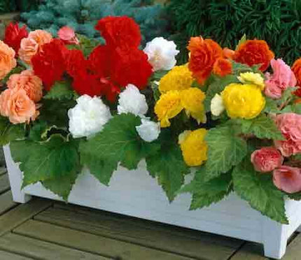 Begonia Double Blooming Mixed Begonia Flower 6 bulbi