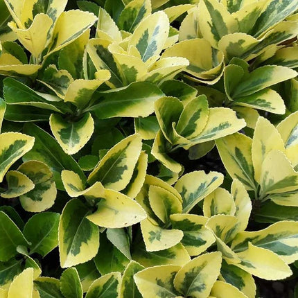 Euonymus Japonicus Aureo-marginata - Leu mic