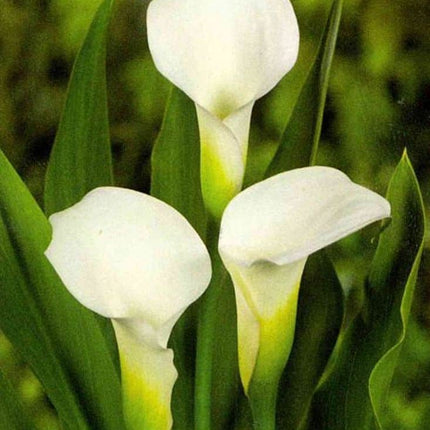Cale Zantedeschia Elegant Swan 3 buc