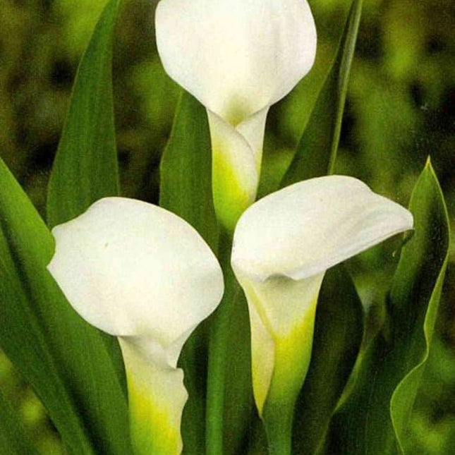 Cale Zantedeschia Elegant Swan 3 buc