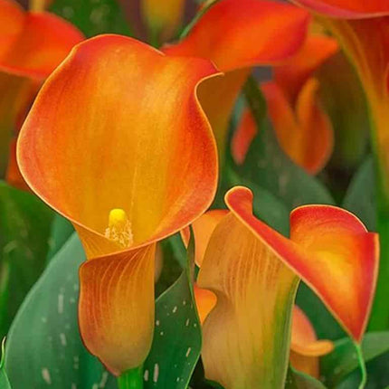 Cale Orange Beauty 3 buc