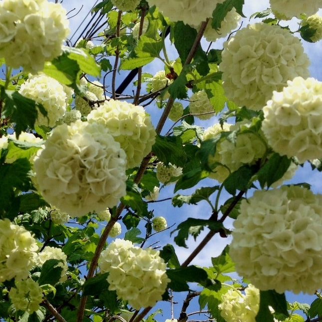 Bulgare de zapada Galben