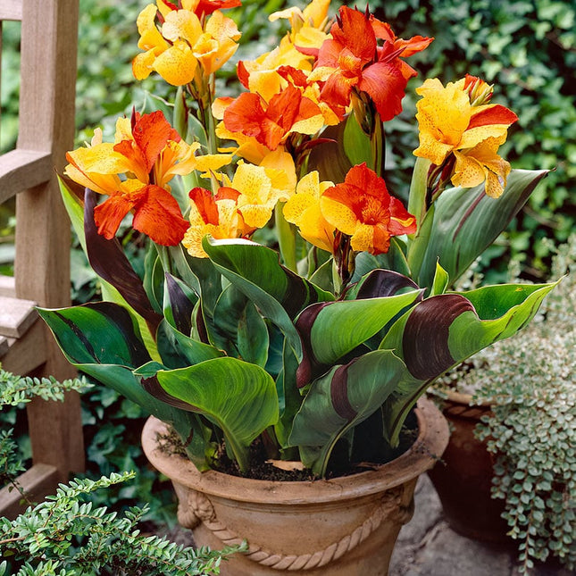 canna de ghiveci carello 1 buc