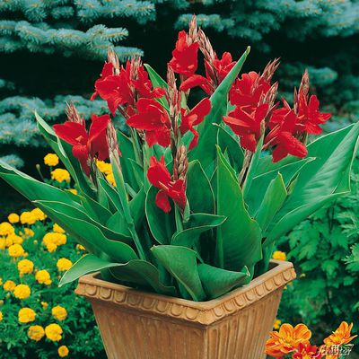 canna de ghiveci cherry red 1 buc