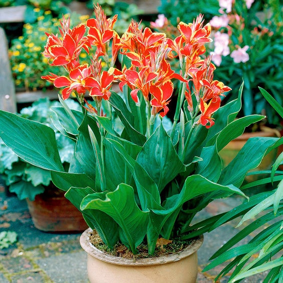 canna de ghiveci lucifer 1 buc