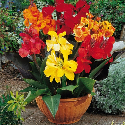 canna de ghiveci mix 5 buc