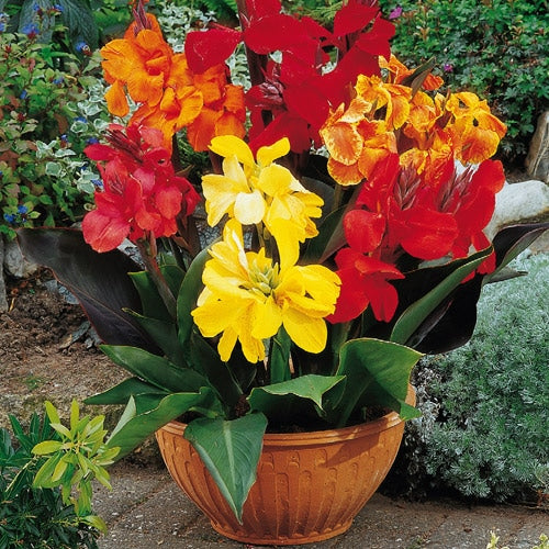 canna de ghiveci mix 5 buc