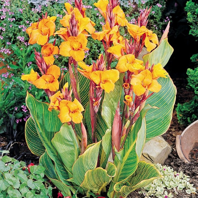 Canna de ghiveci Prestonia 1 buc