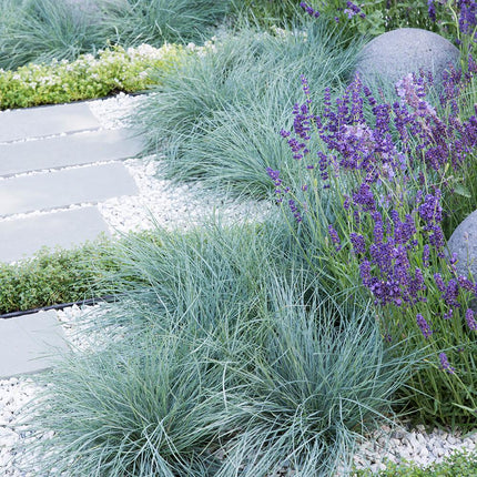 Iarba albastra (Festuca glauca Festina) - ghiveci