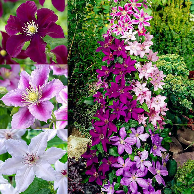 Clematis Mix Deluxe – Pachet 5 plicuri