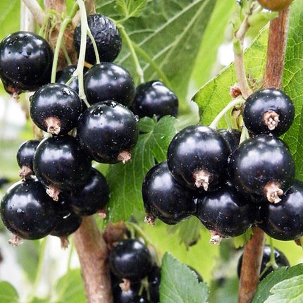 coacaz negru