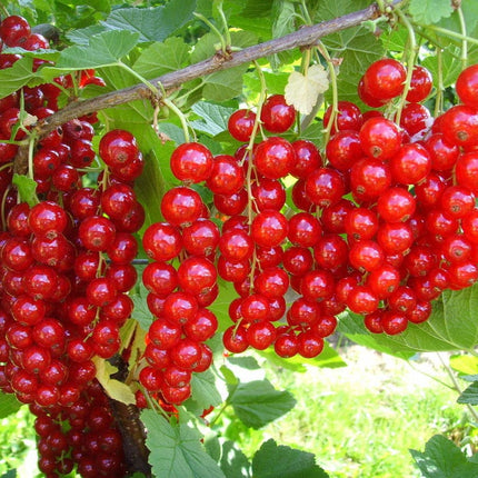 coacaz rosu